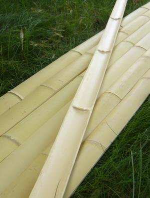 bambusz lambéria léc