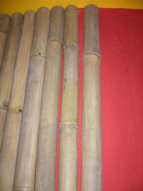 Hézag a bambuszok közt